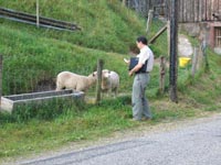 Lambs interested by the Jordi phone - Ste. Marie 2006