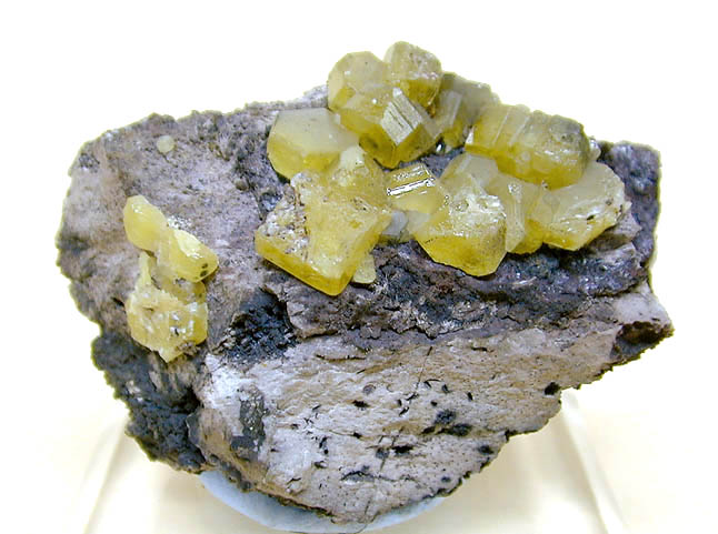 specimens/f_images/N95C.jpg