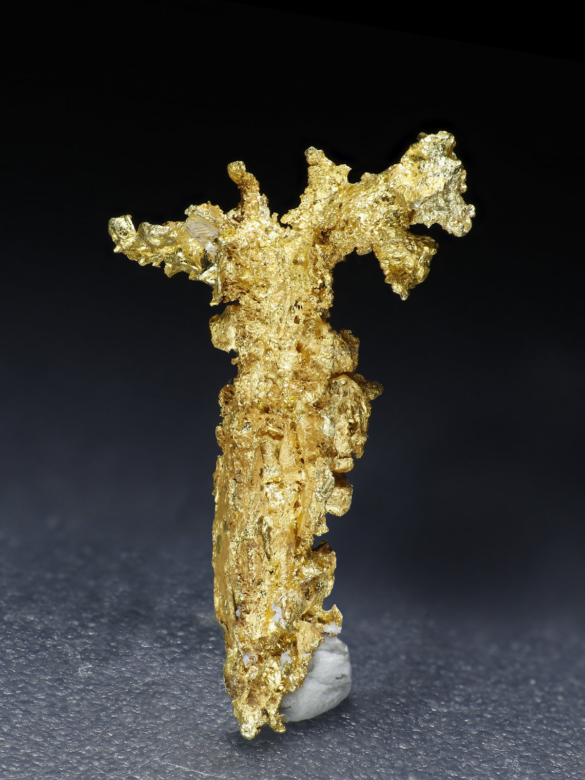 specimens/s_fastAM5/Oro-9MA76-1.jpg