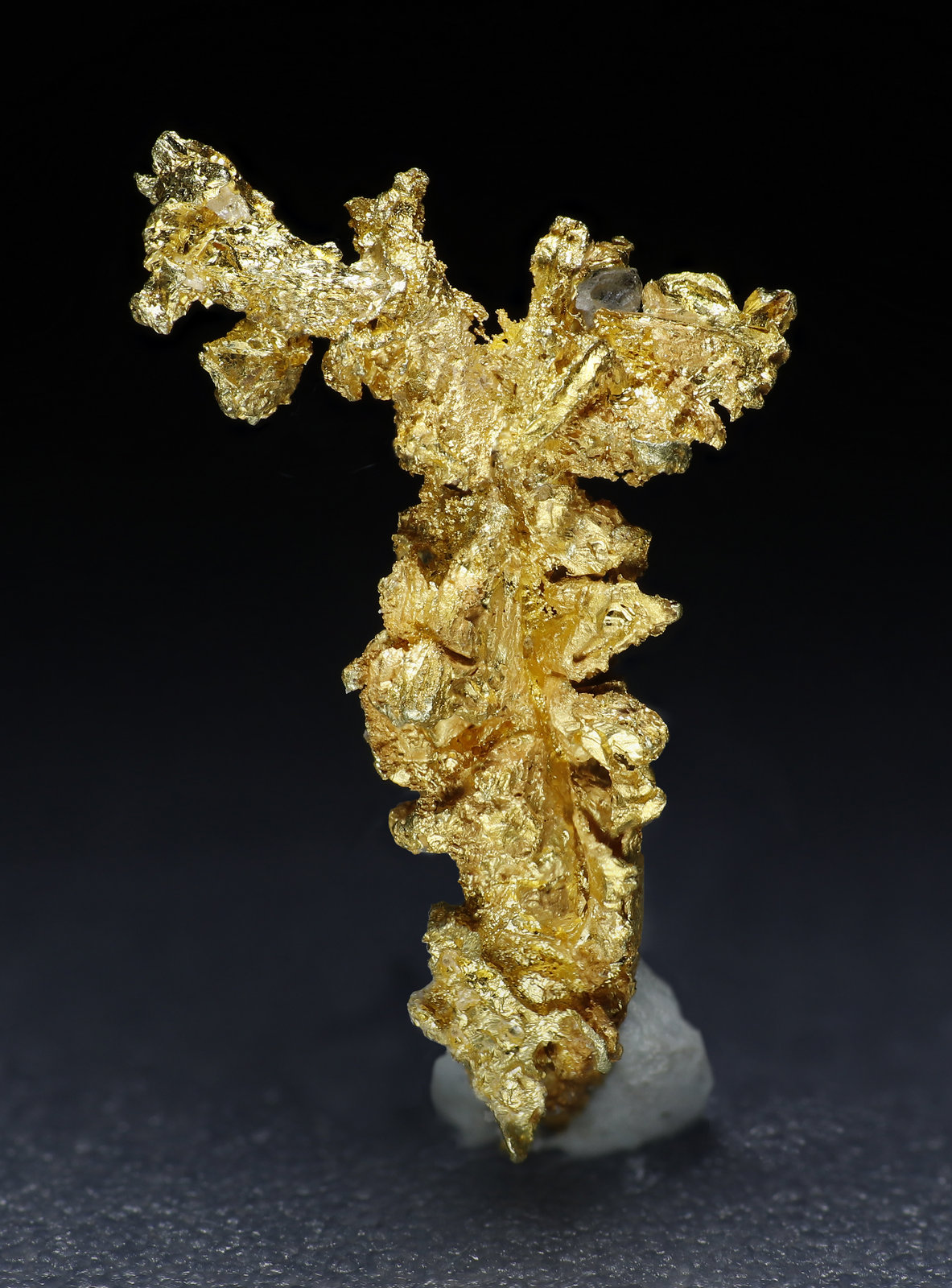 specimens/s_fastAM5/Oro-9MA76-2.jpg