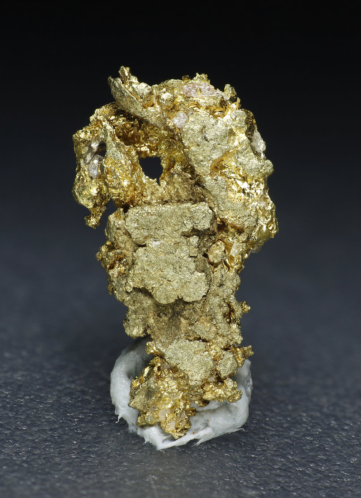 specimens/s_fastAM5/Oro-9MV16-1.jpg