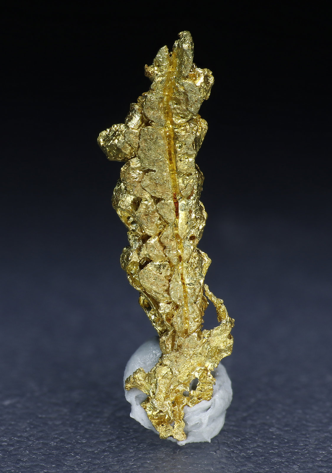 specimens/s_fastAM5/Oro-9MY14-1.jpg