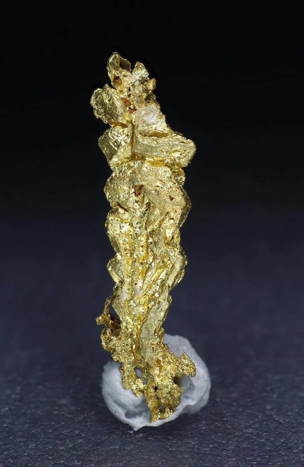 specimens/s_fastAM5/Oro-9MY14-2.jpg