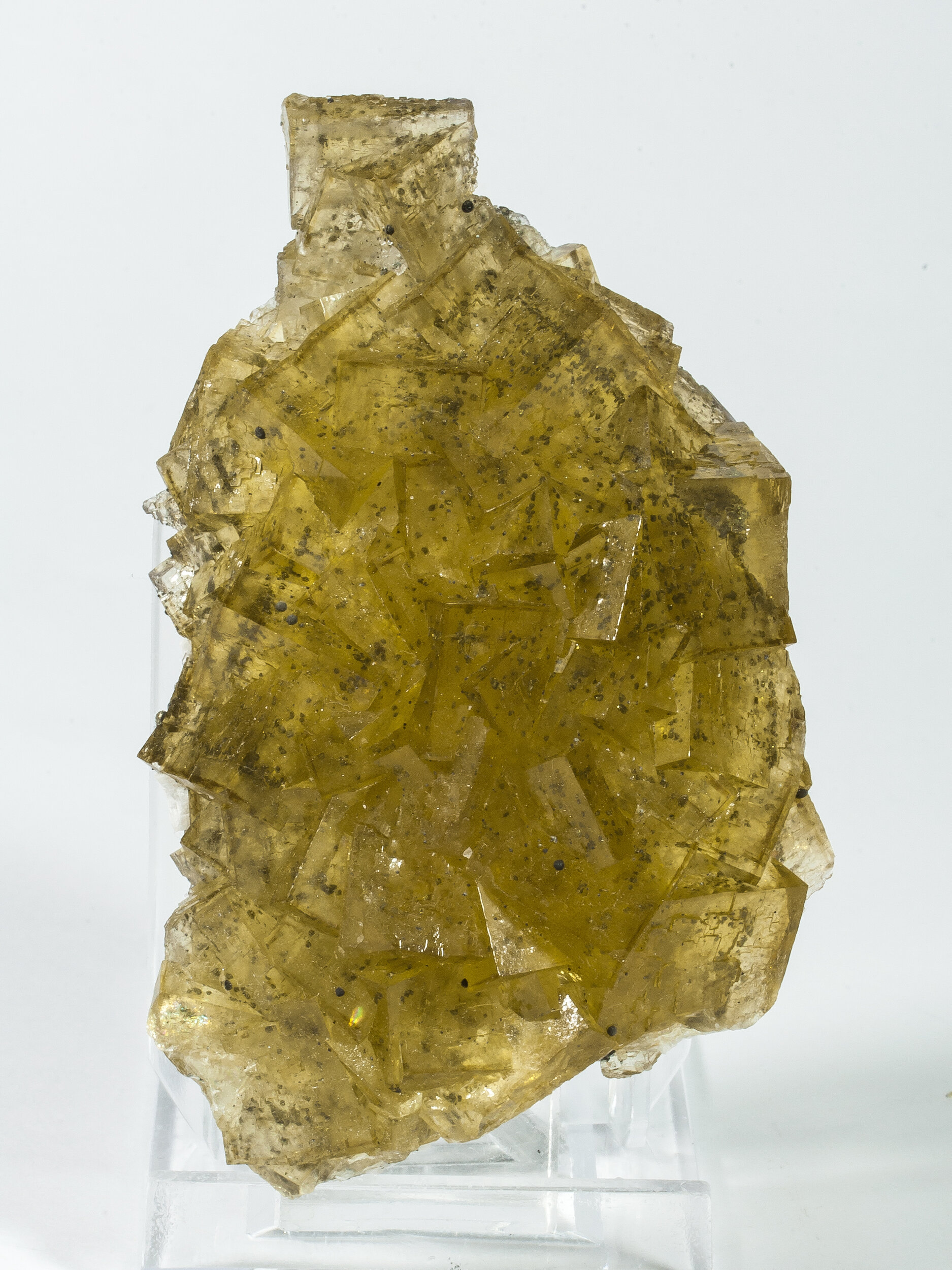 specimens/s_fastAO0/TC2130NXL.jpg