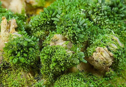 Pyromorphite on Baryte