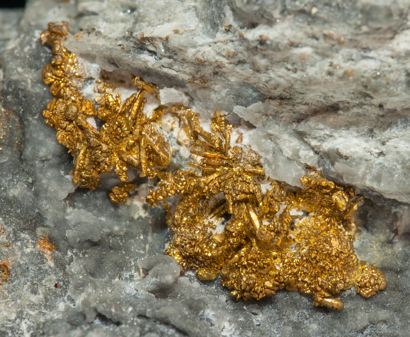 specimens/s_imagesAF9/Gold-EL50AF9d.jpg