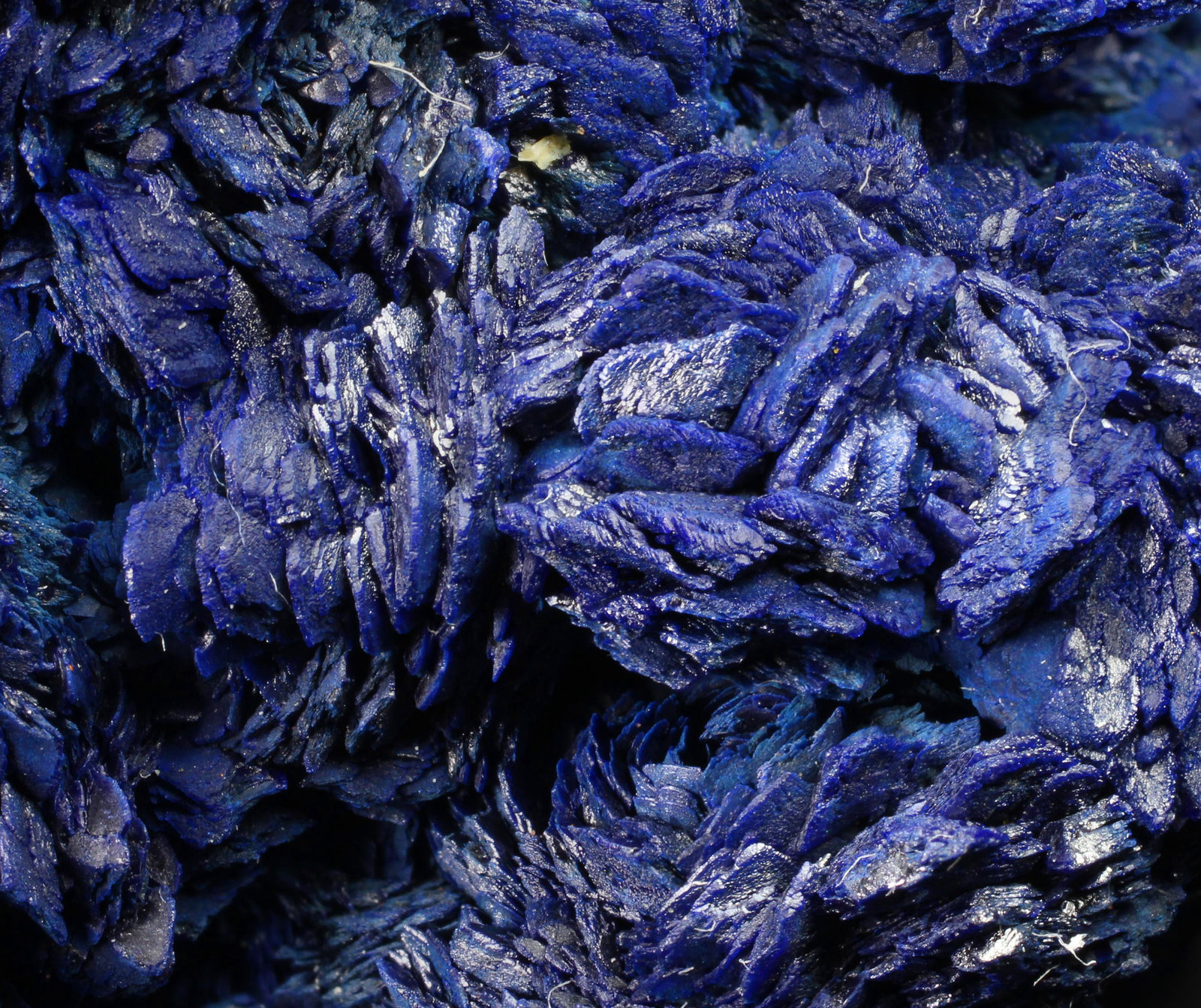 specimens/s_imagesAG8/Azurite-EQ96AG8_9376_d.jpg