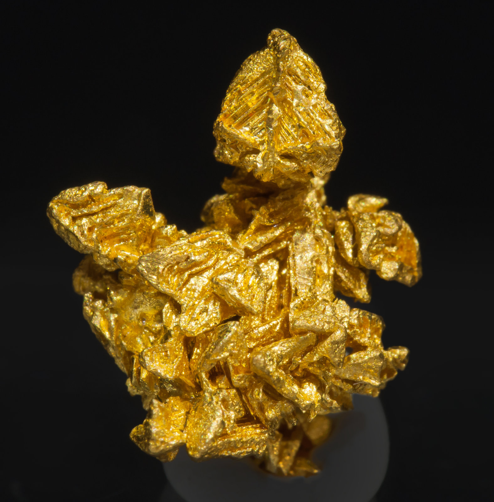 specimens/s_imagesAH1/Gold-TL91AH1f.jpg