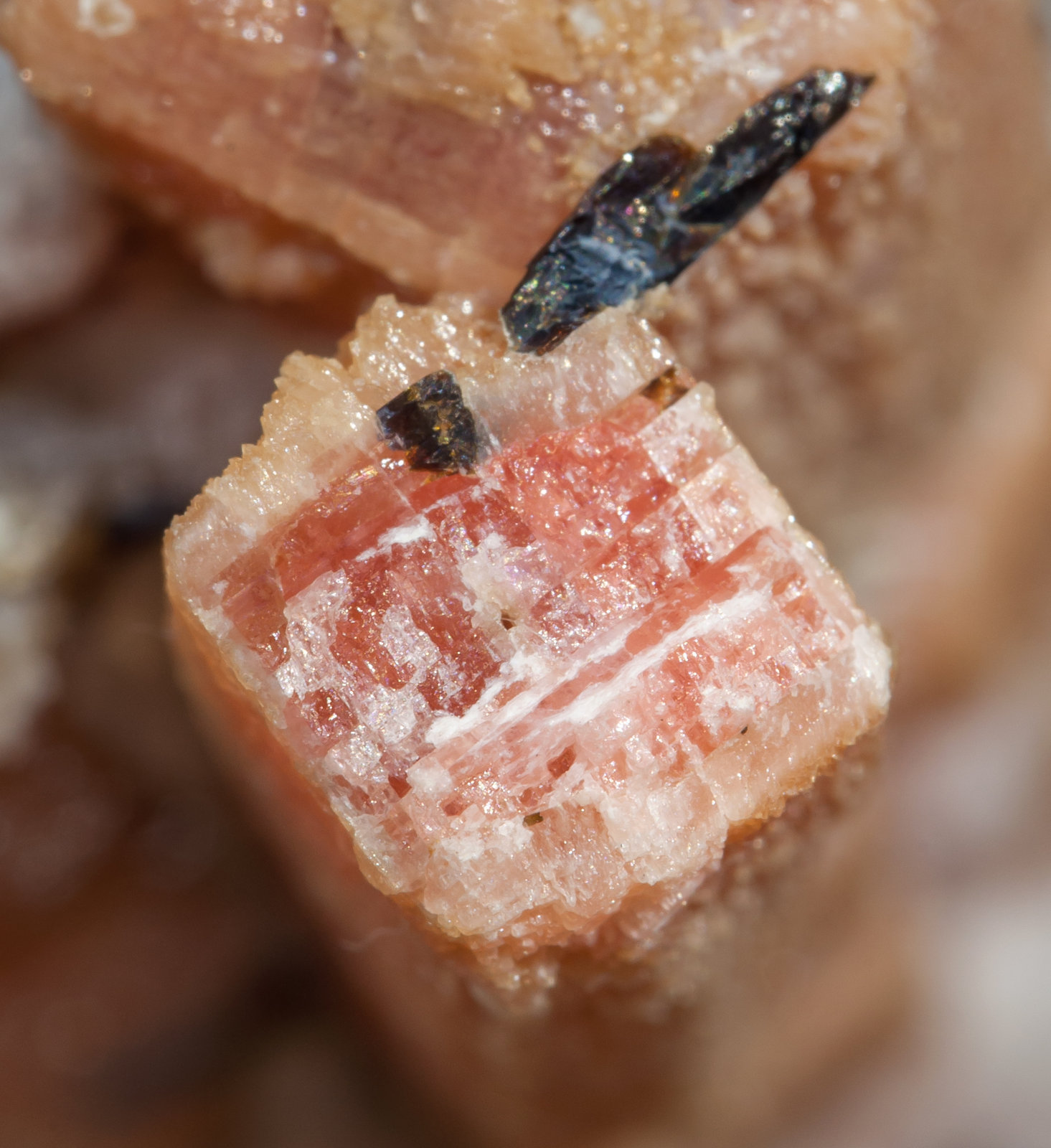 specimens/s_imagesAH6/Rhodochrosite-TH52AH6d.jpg