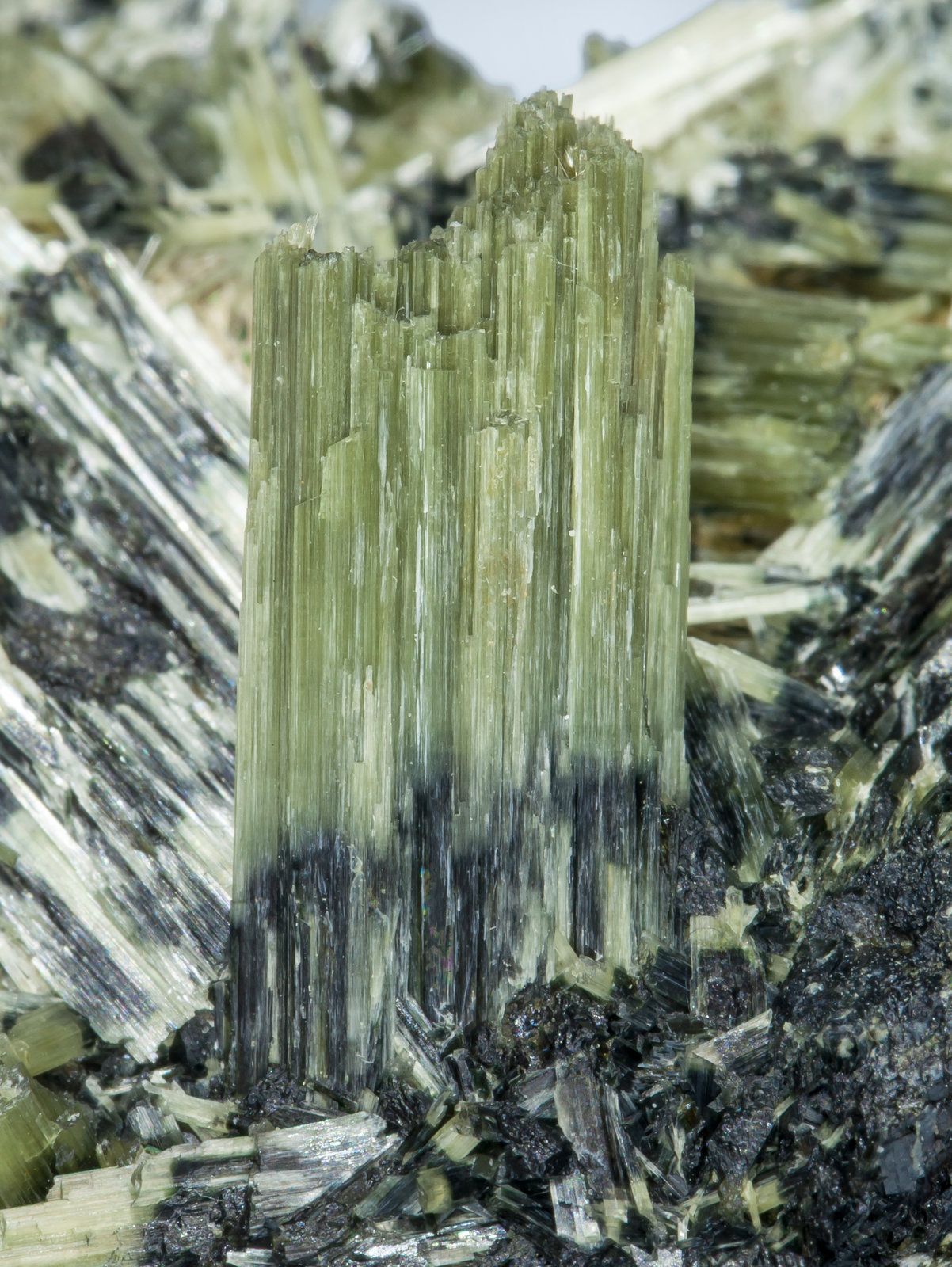 specimens/s_imagesAH8/Actinolite-EA11AH8d.jpg