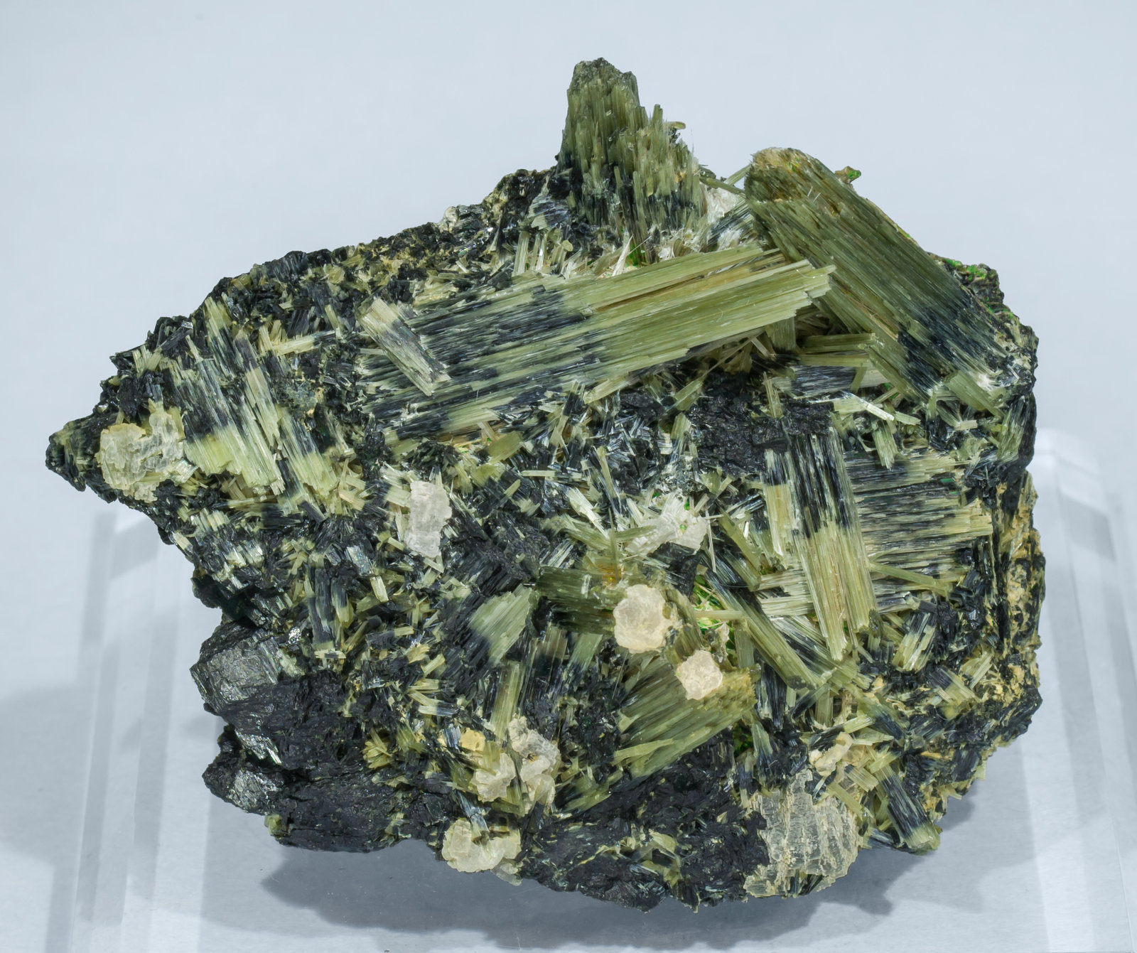 specimens/s_imagesAH8/Actinolite-ED66AH8f.jpg