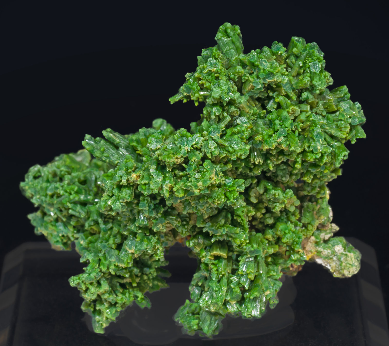 specimens/s_imagesAI7/Pyromorphite-EF52AI7r.jpg