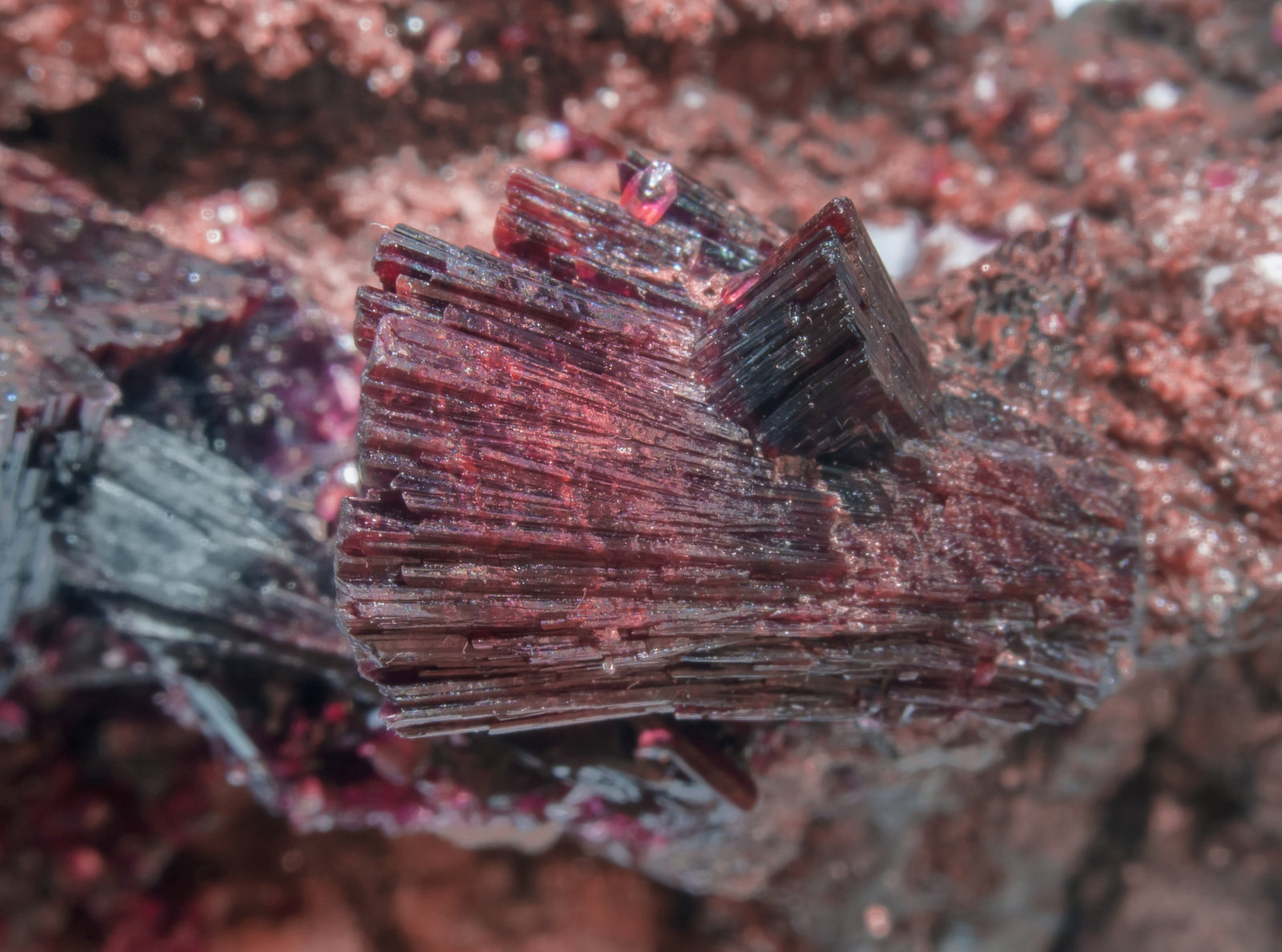 specimens/s_imagesAK1/Erythrite-ER73AK1d1.jpg