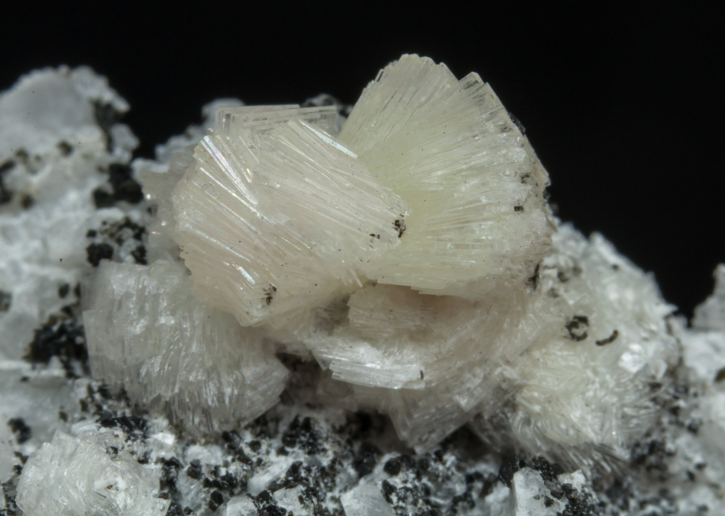 specimens/s_imagesAL3/Bavenite-NE62AL3d.jpg