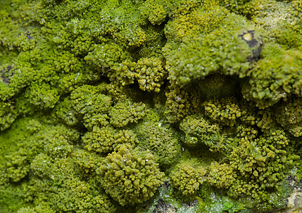 Pyromorphite with Wulfenite. 