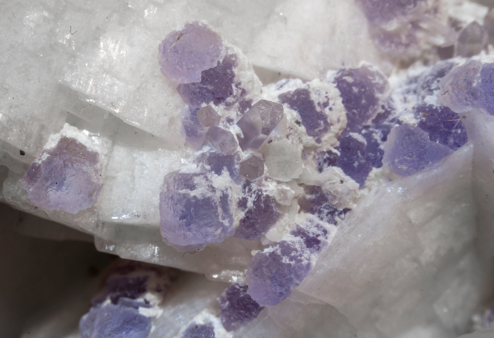 specimens/s_imagesAL7/Fluorite-FB66AL7d.jpg