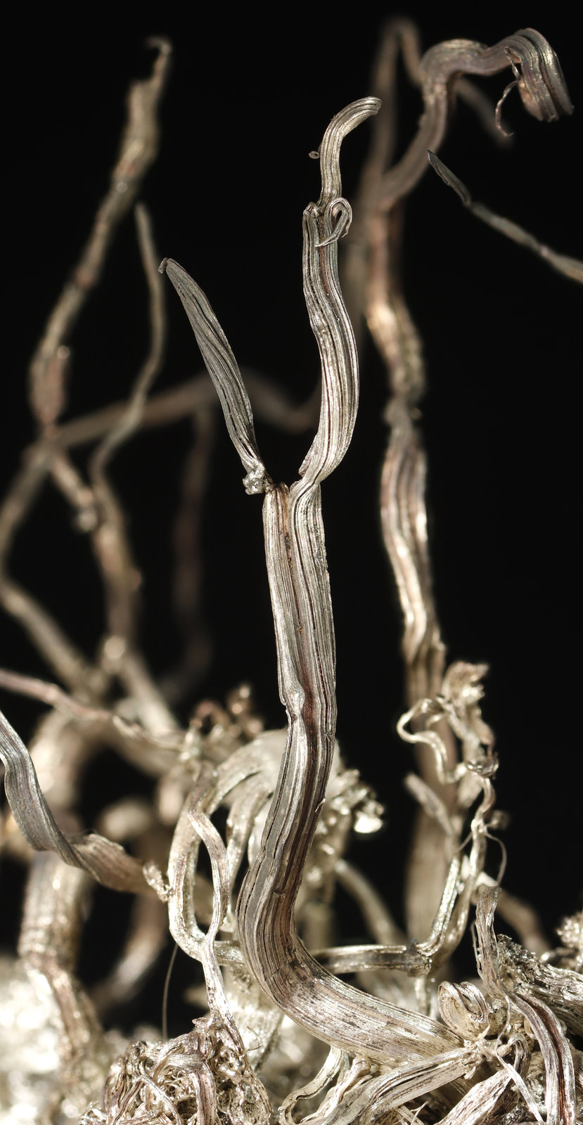 specimens/s_imagesAL7/Silver-TM69AL7_1154_d.jpg