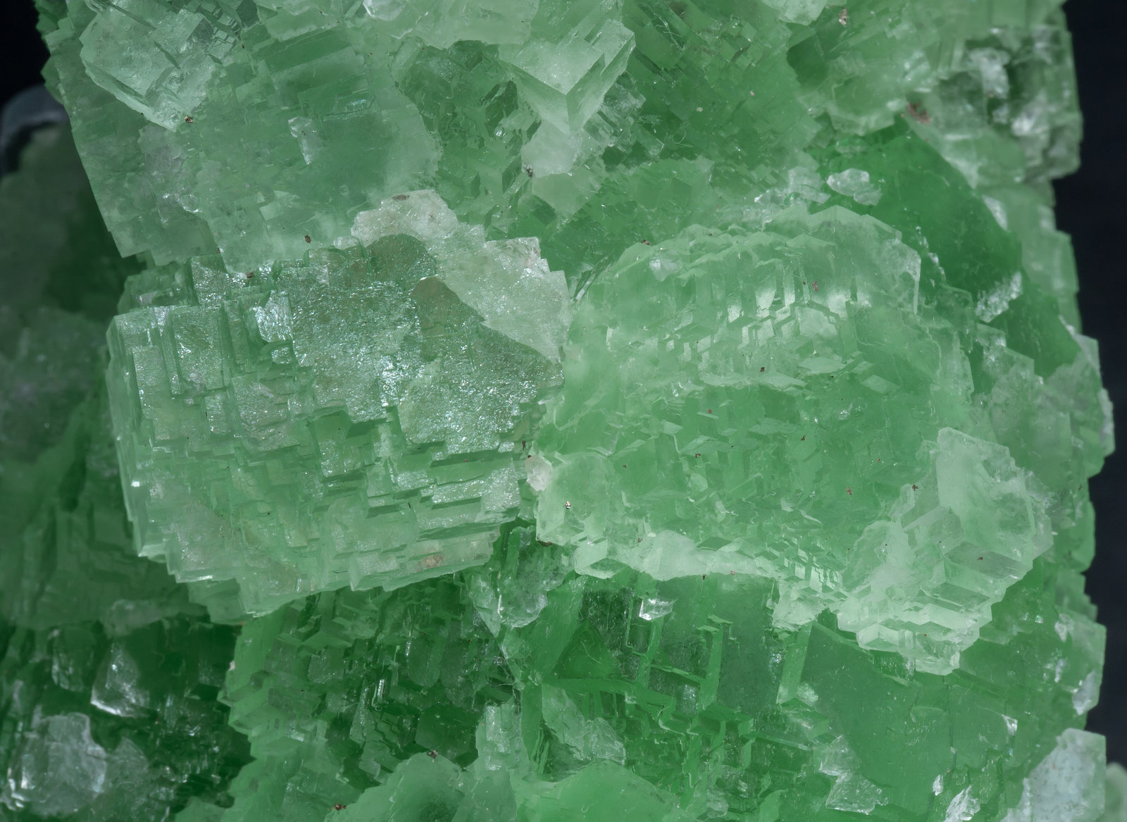 specimens/s_imagesAL8/Fluorite-NT67AL8d.jpg