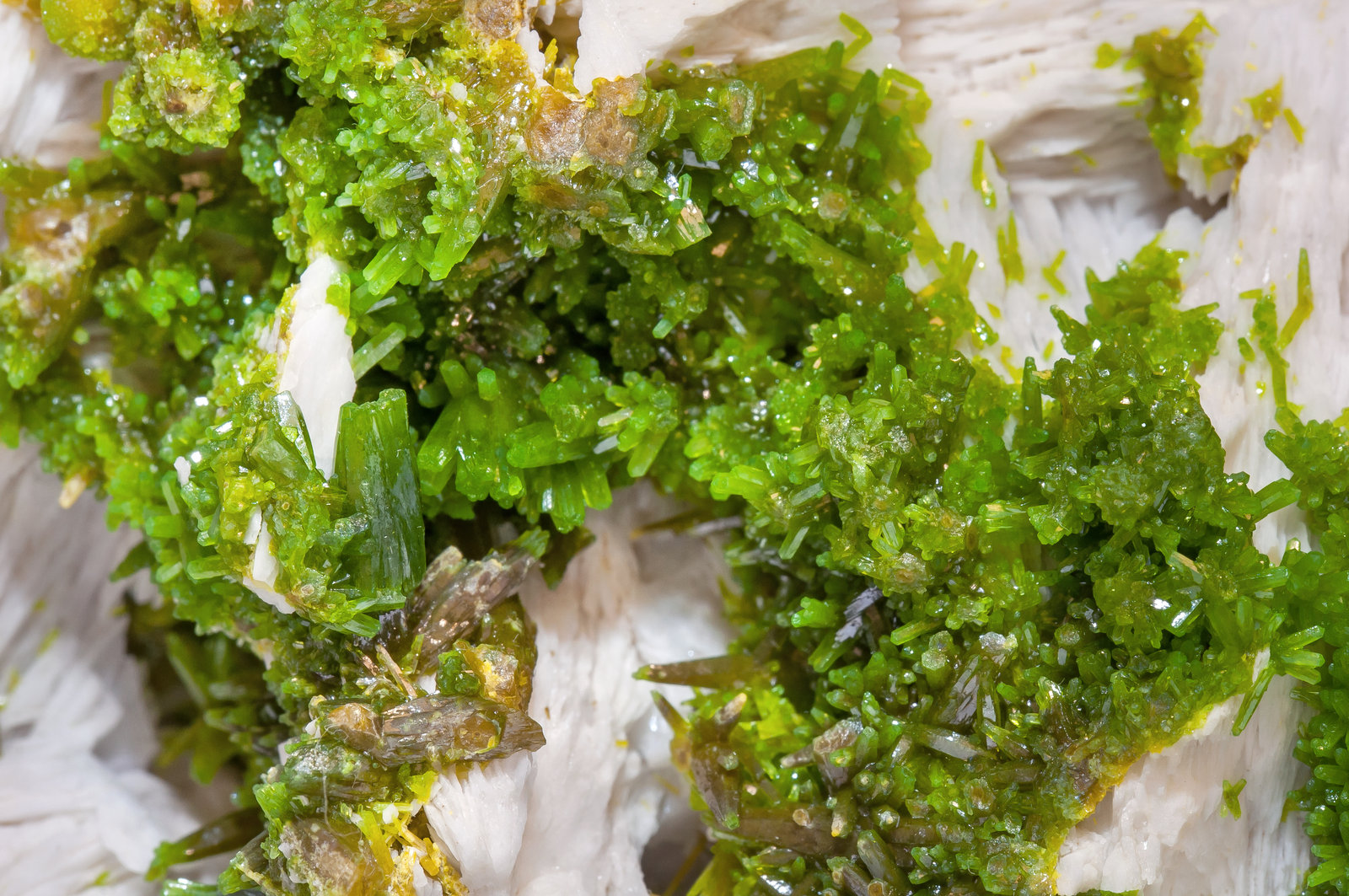 specimens/s_imagesAL8/Pyromorphite-EF61AL8d.jpg