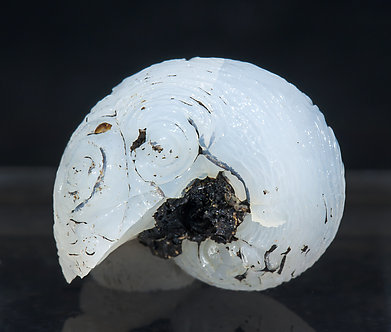 Opalo-CT (variedad lussatita) pseudo fsil (Helix ramondi). Vista posterior