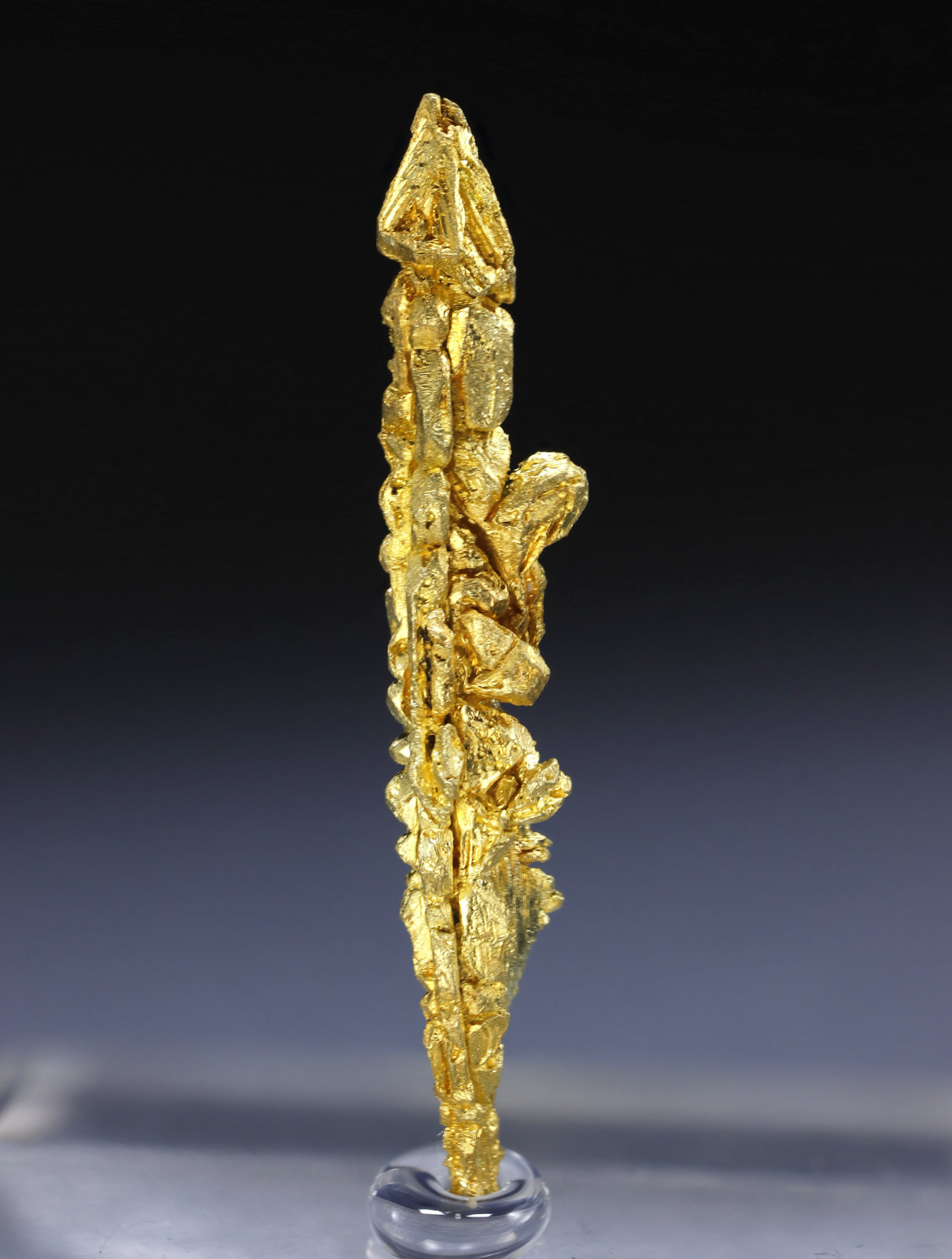 specimens/s_imagesAM4/Gold-MA26AM4_9849_r2.jpg