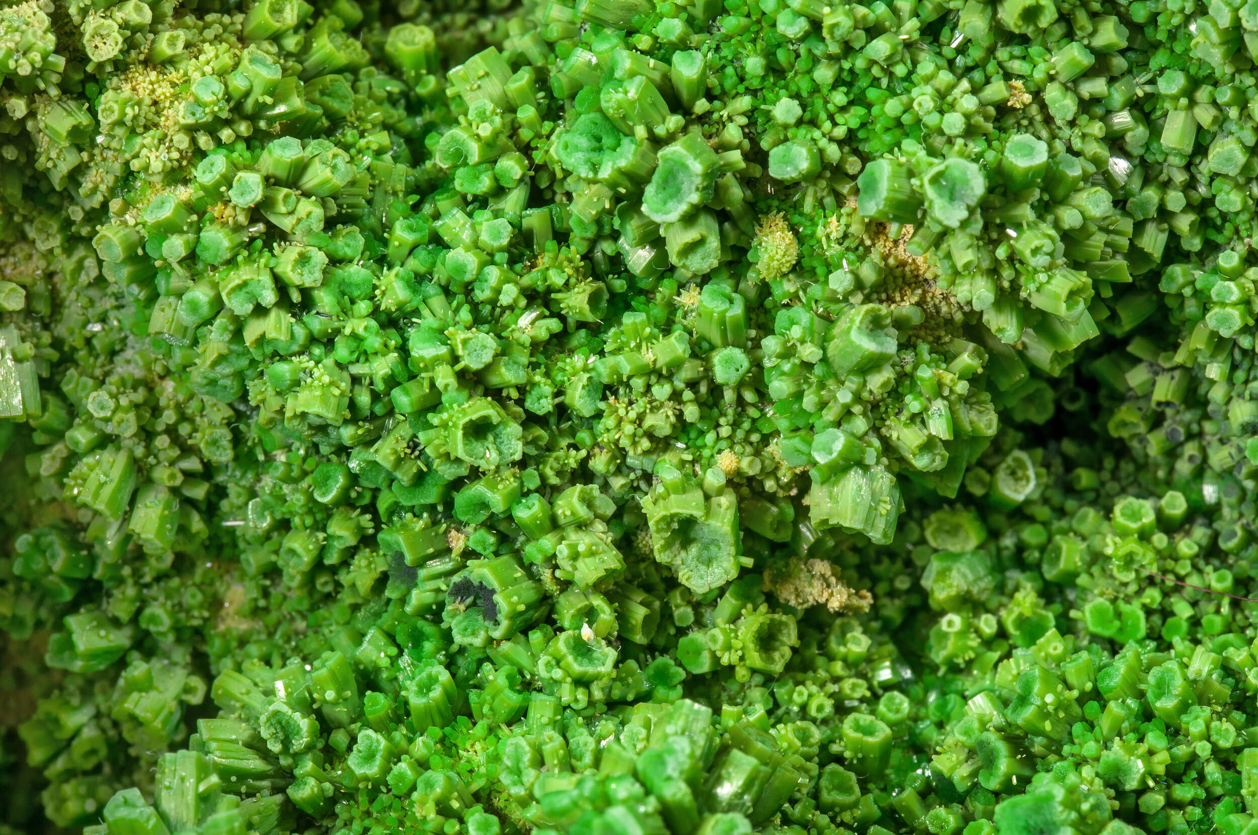 specimens/s_imagesAM7/Pyromorphite-AA59AM7d2.jpg