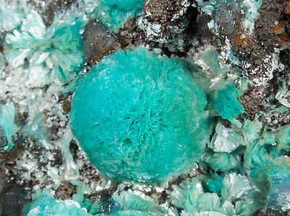 Rosasite with Aurichalcite, Hydrozincite and Hemimorphite. 