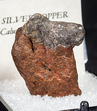 Plata y Cobre (variedad halfbreed). 