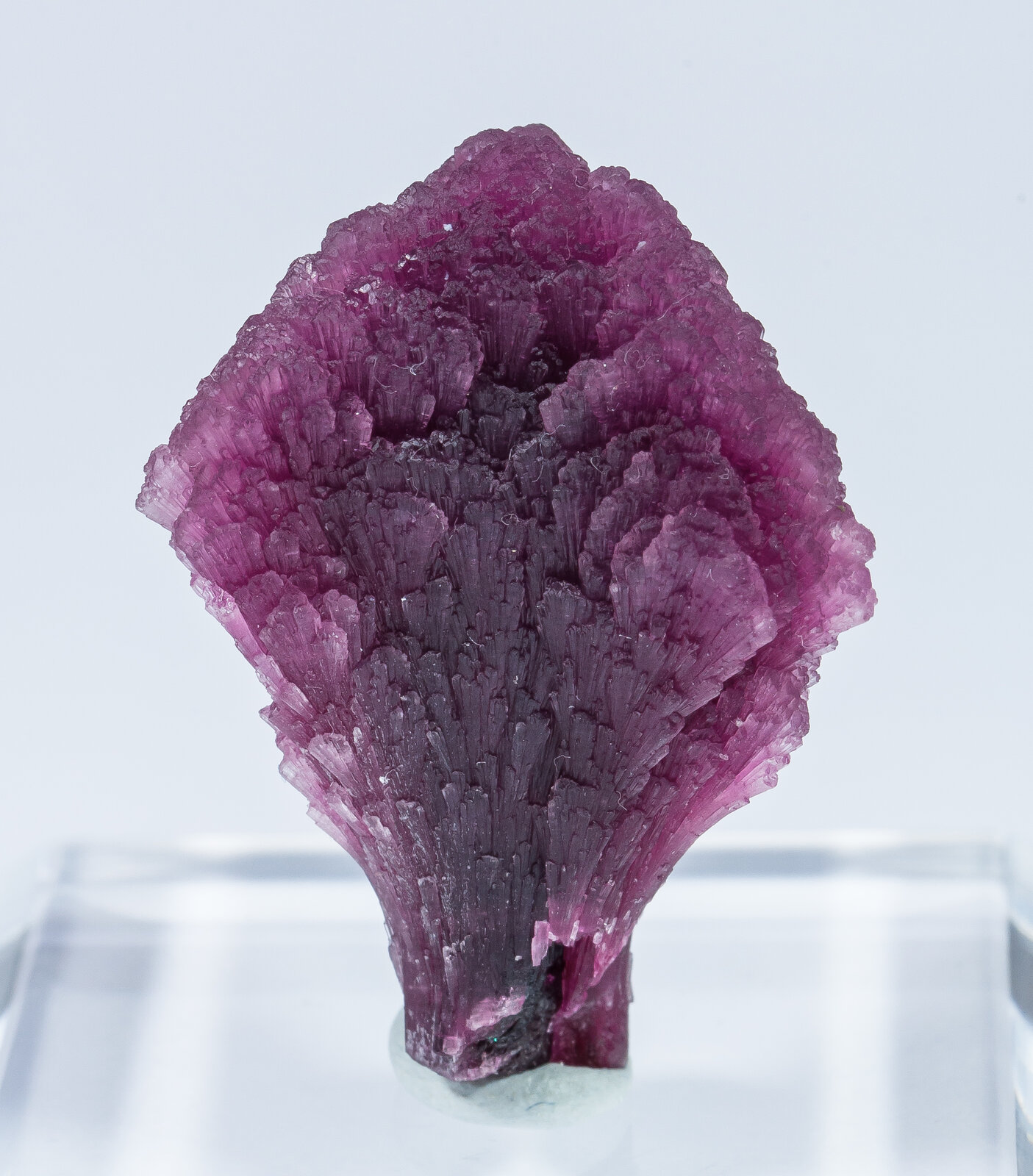 specimens/s_imagesAN2/Elbaite-TC87AN2f.jpg