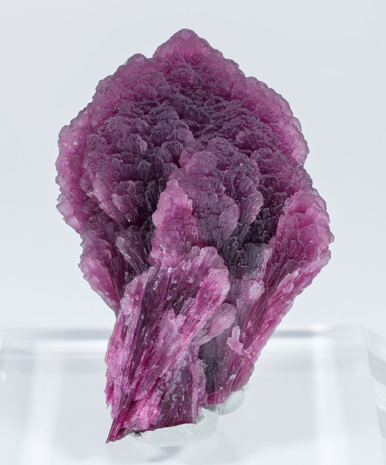 specimens/s_imagesAN2/Elbaite-TF89AN2f.jpg