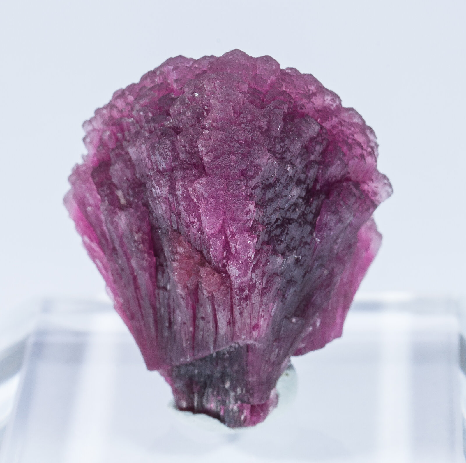 specimens/s_imagesAN2/Elbaite-TG28AN2r.jpg