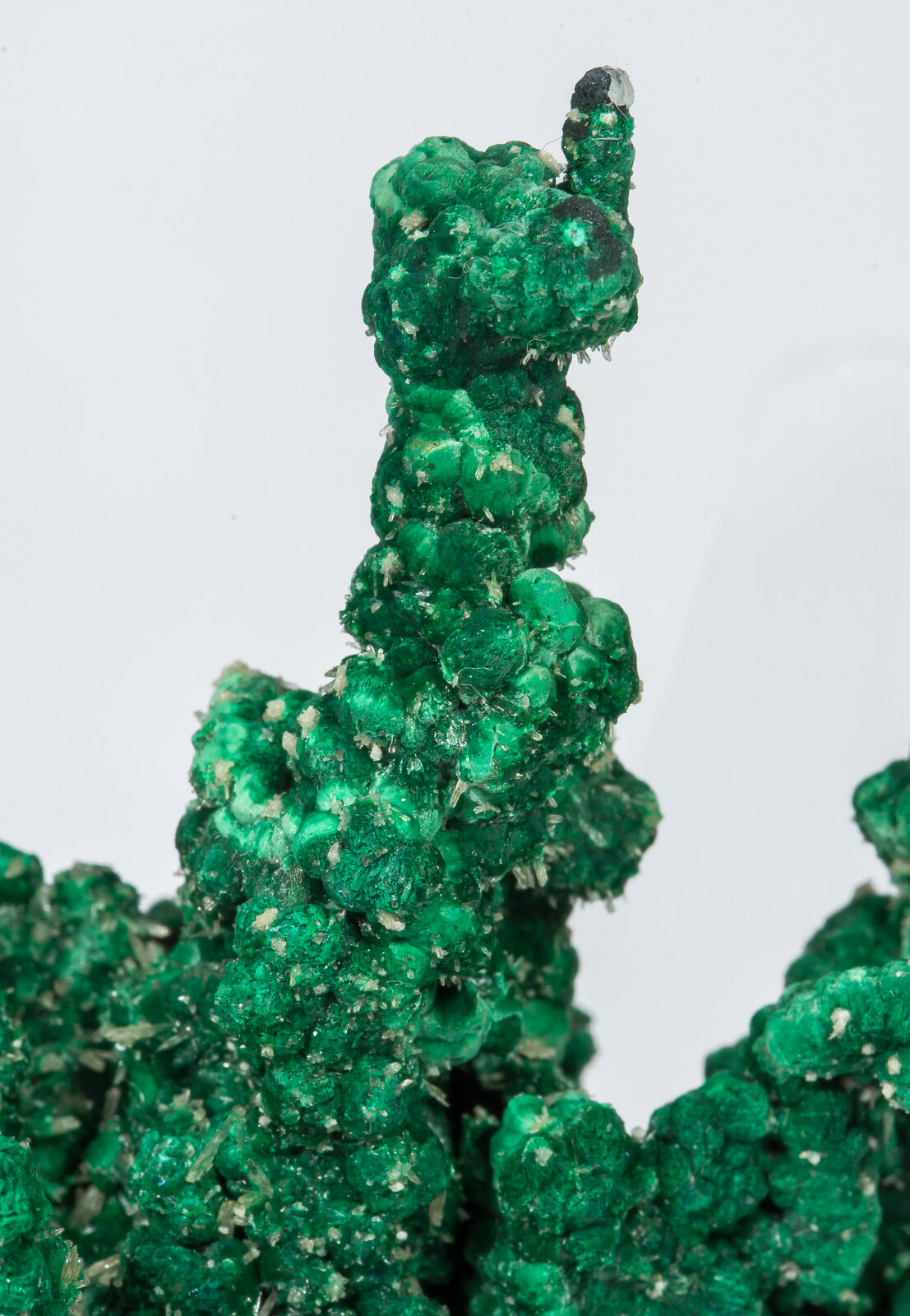 specimens/s_imagesAN2/Malachite-TR66AN2d1.jpg