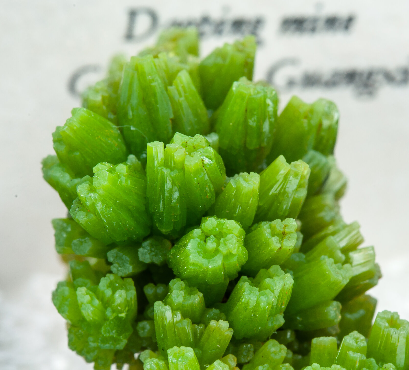 specimens/s_imagesAN2/Pyromorphite-TX16AN2d.jpg