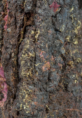 Gold (variety electrum) with Erythrite. 