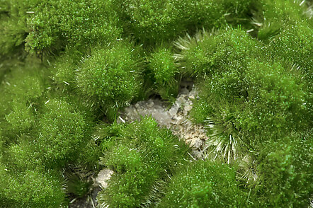 Pyromorphite. Detail