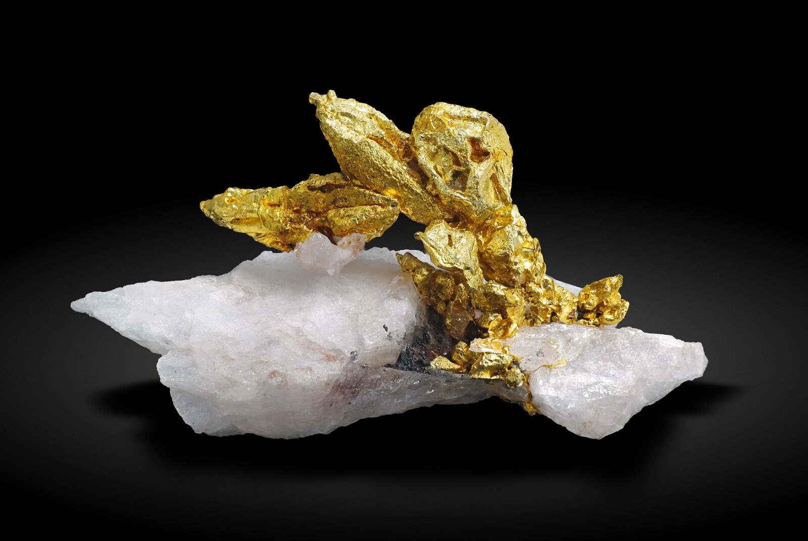 specimens/s_imagesAN9/Gold-EER31AN9_0332_f.jpg