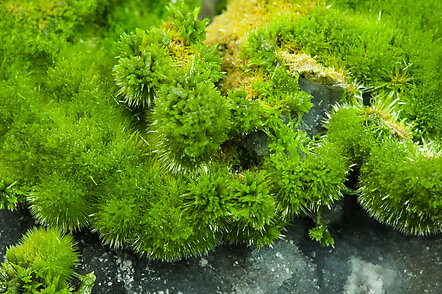 Pyromorphite on Quartz. 