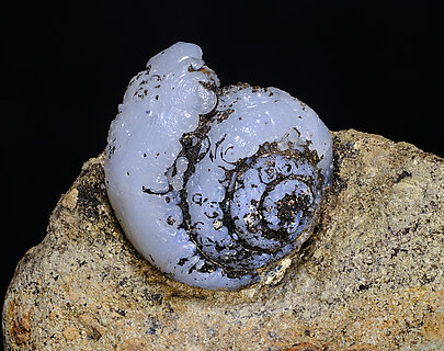 Opalo-CT (variedad lussatita) pseudo fsil (Helix ramondi). Detalle / Foto: Joaquim Calln