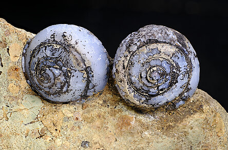Opalo-CT (variedad lussatita) pseudo fsil (Helix ramondi). Detalle / Foto: Joaquim Calln