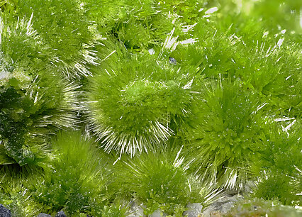 Pyromorphite. Detail / Foto: Joaquim Calln