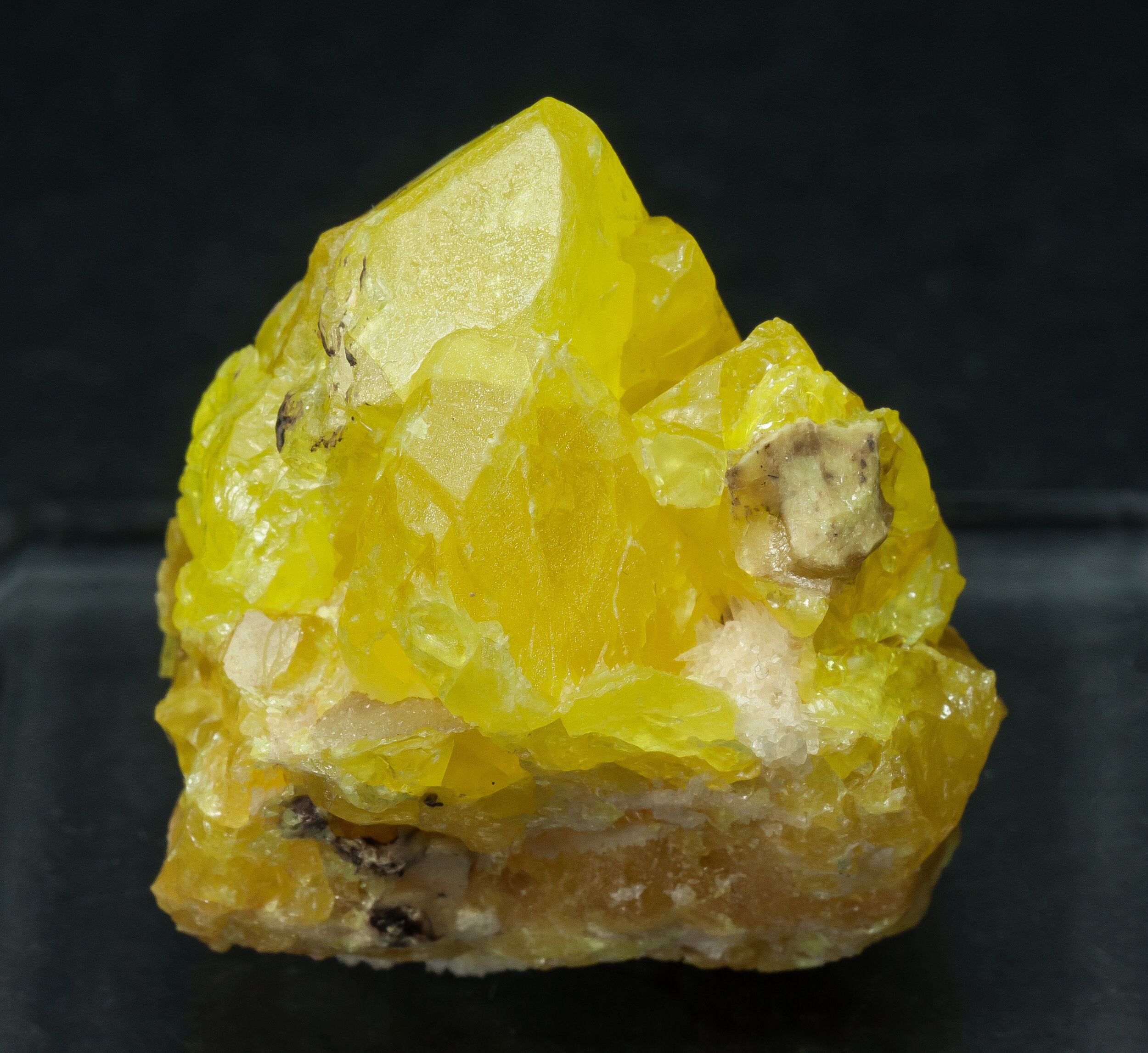 specimens/s_imagesAP0/Sulphur-ETR86AP0f.jpg