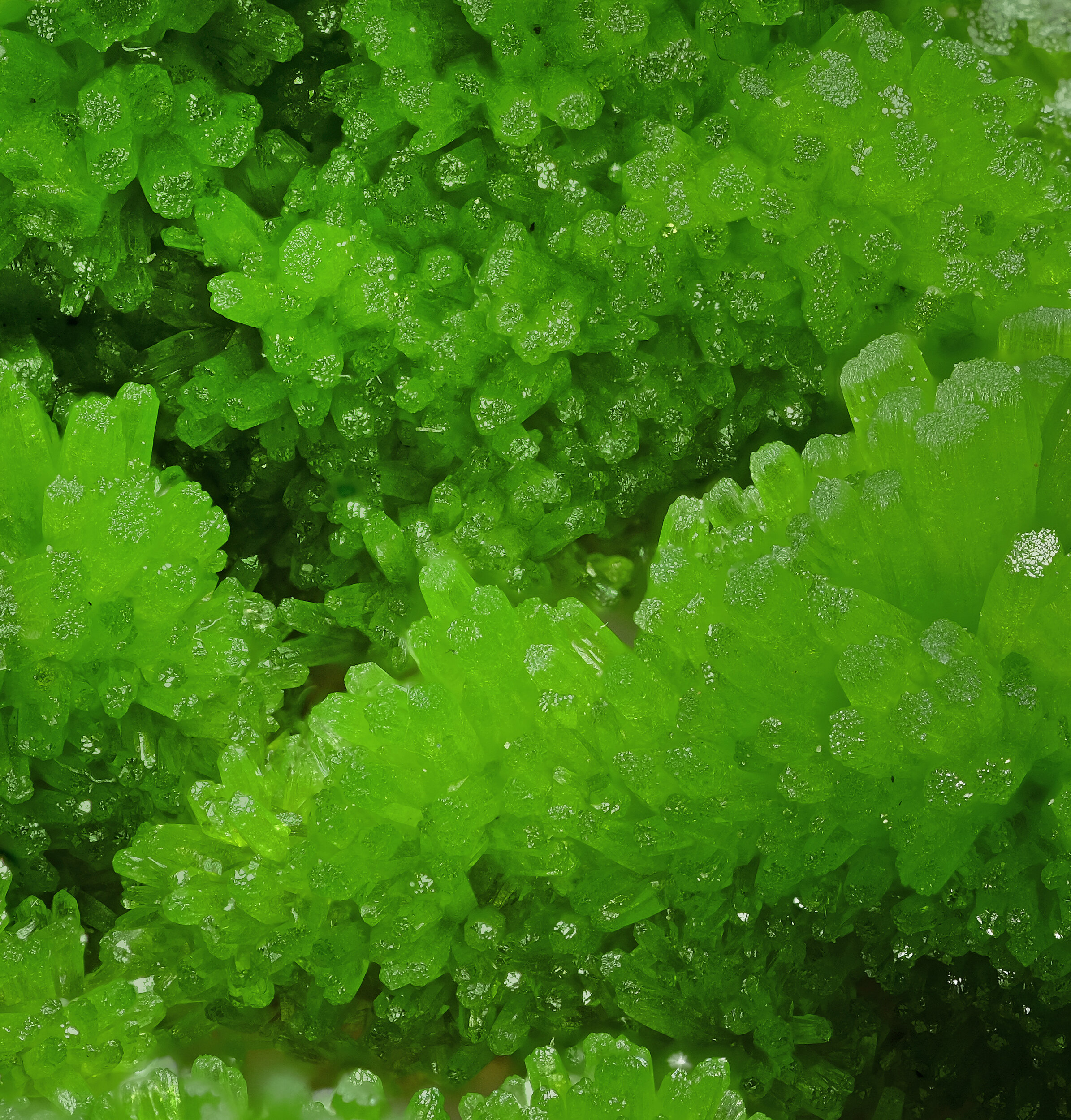 specimens/s_imagesAP3/Pyromorphite-TFM46AP3_0277_d.jpg