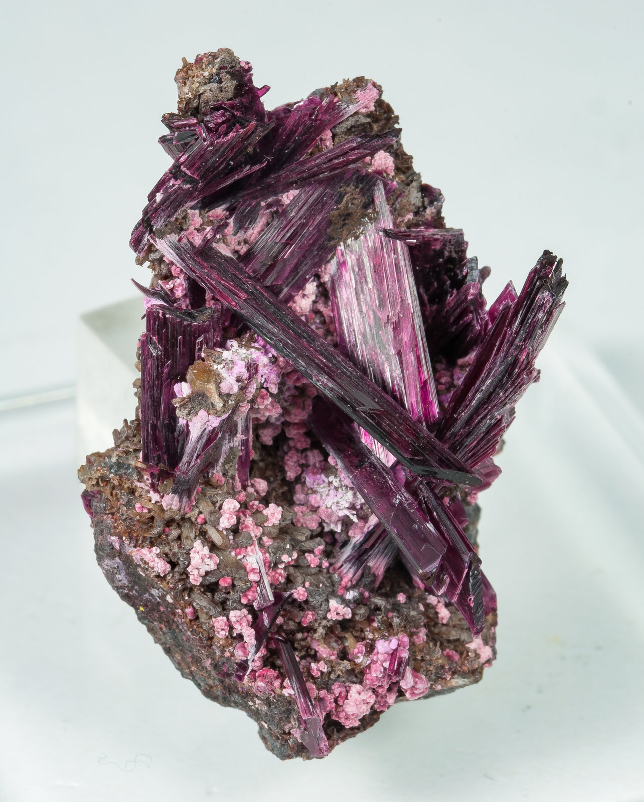 specimens/s_imagesAP9/Erythrite-TBE37AP9s.jpg