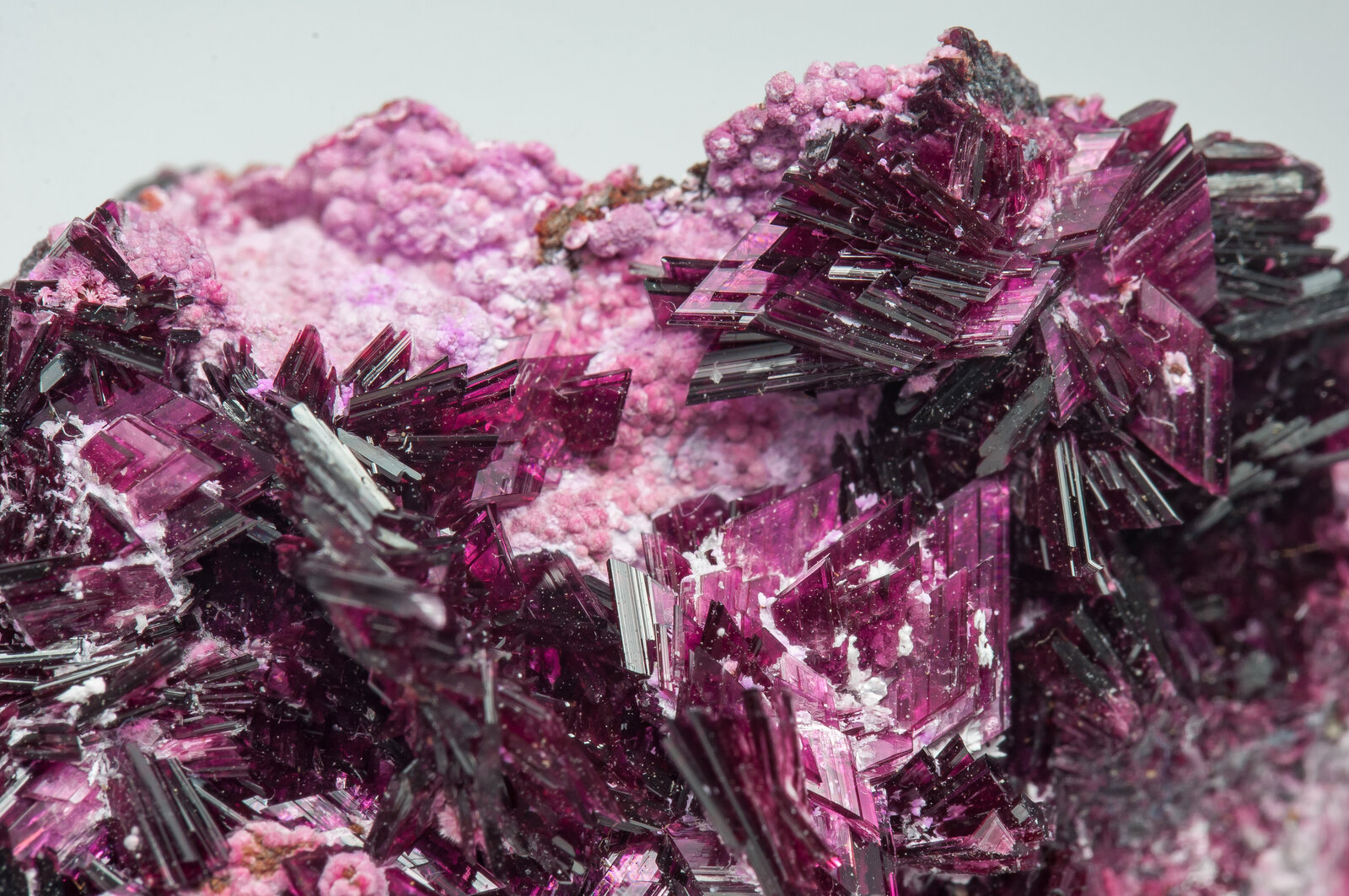 specimens/s_imagesAP9/Erythrite-TBR47AP9d.jpg