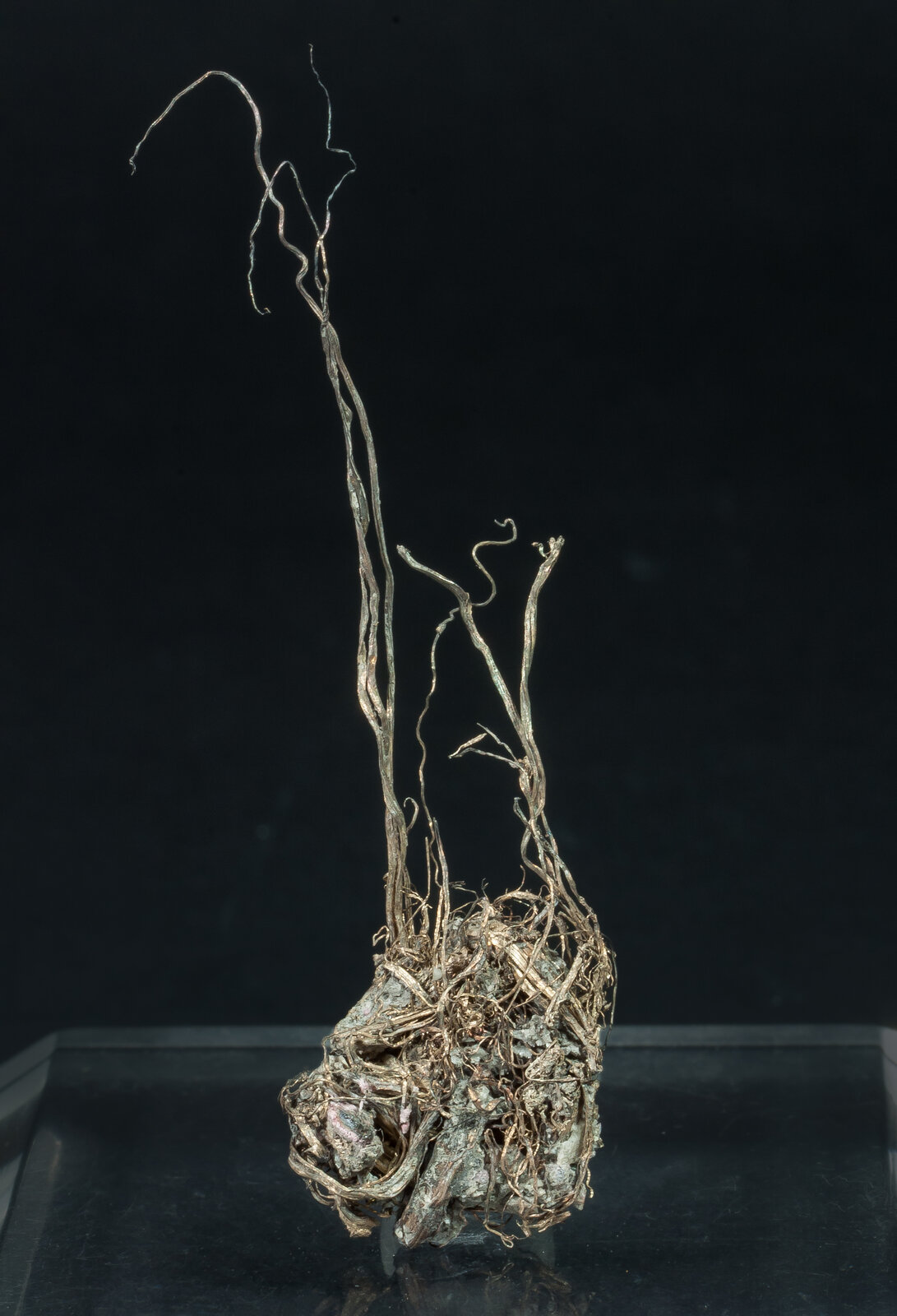 specimens/s_imagesAP9/SV2420TRM-rear.jpg