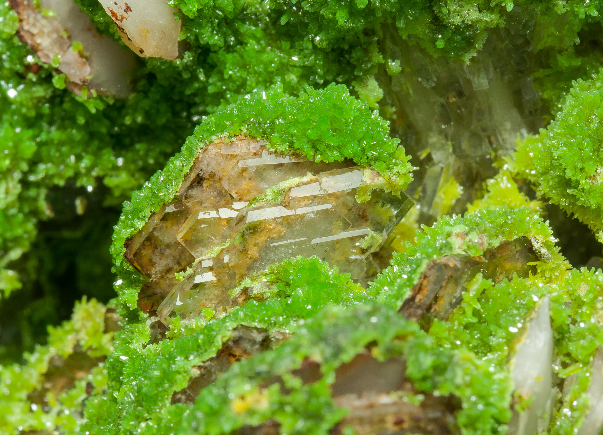 specimens/s_imagesAQ1/Pyromorphite-ETR47AQ1d.jpg