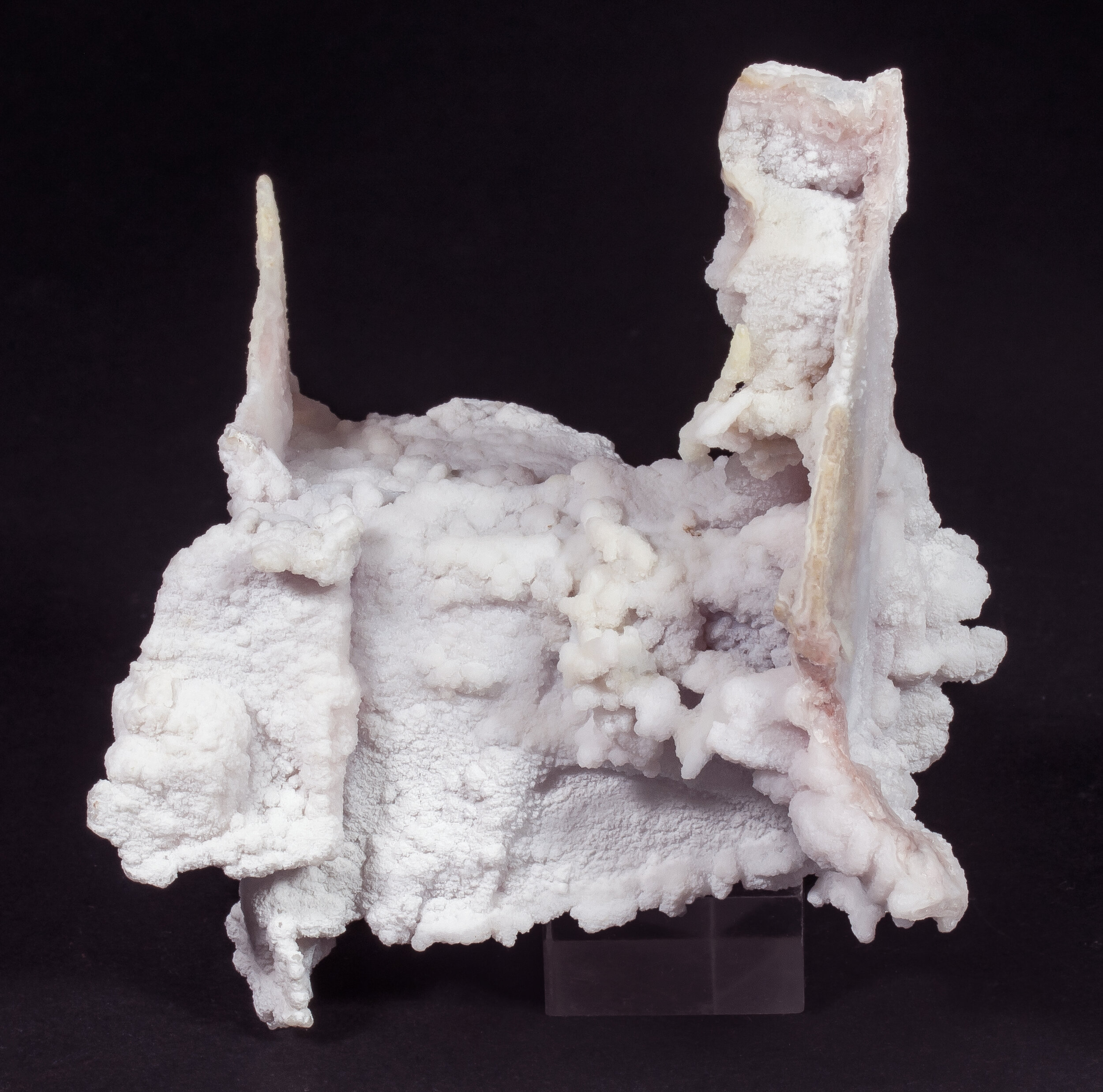 specimens/s_imagesAQ1/SV3130EJR-rear.jpg