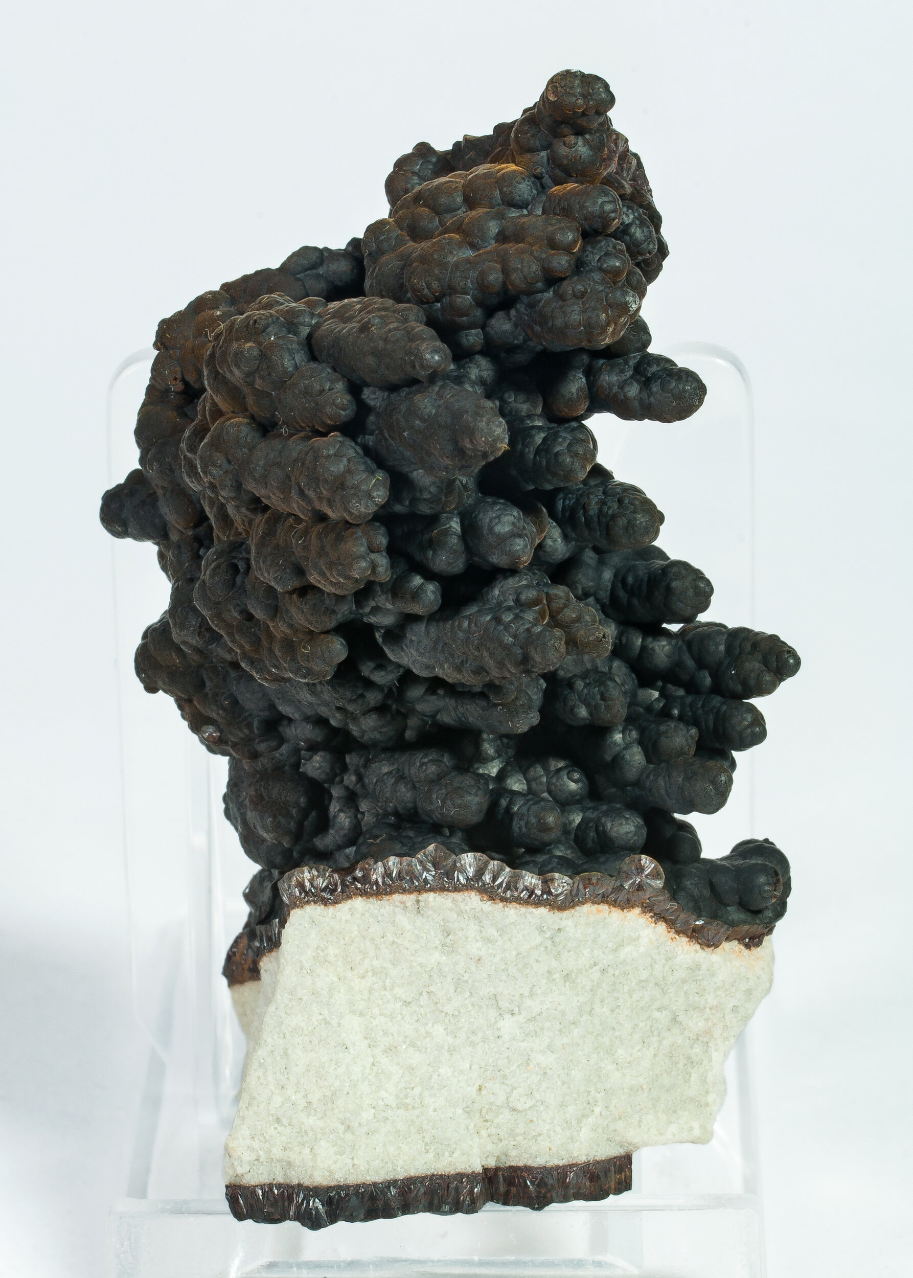 specimens/s_imagesAQ1/SV3140TPZ.jpg