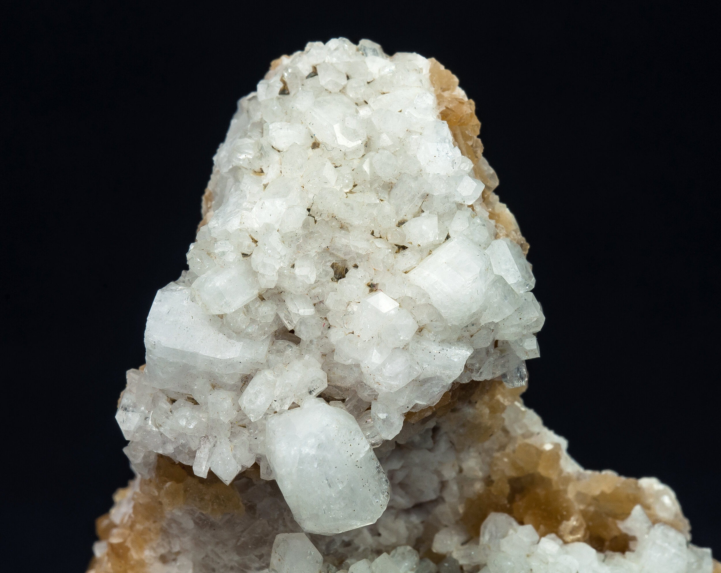 specimens/s_imagesAQ1/SV3230TGP-detail.jpg