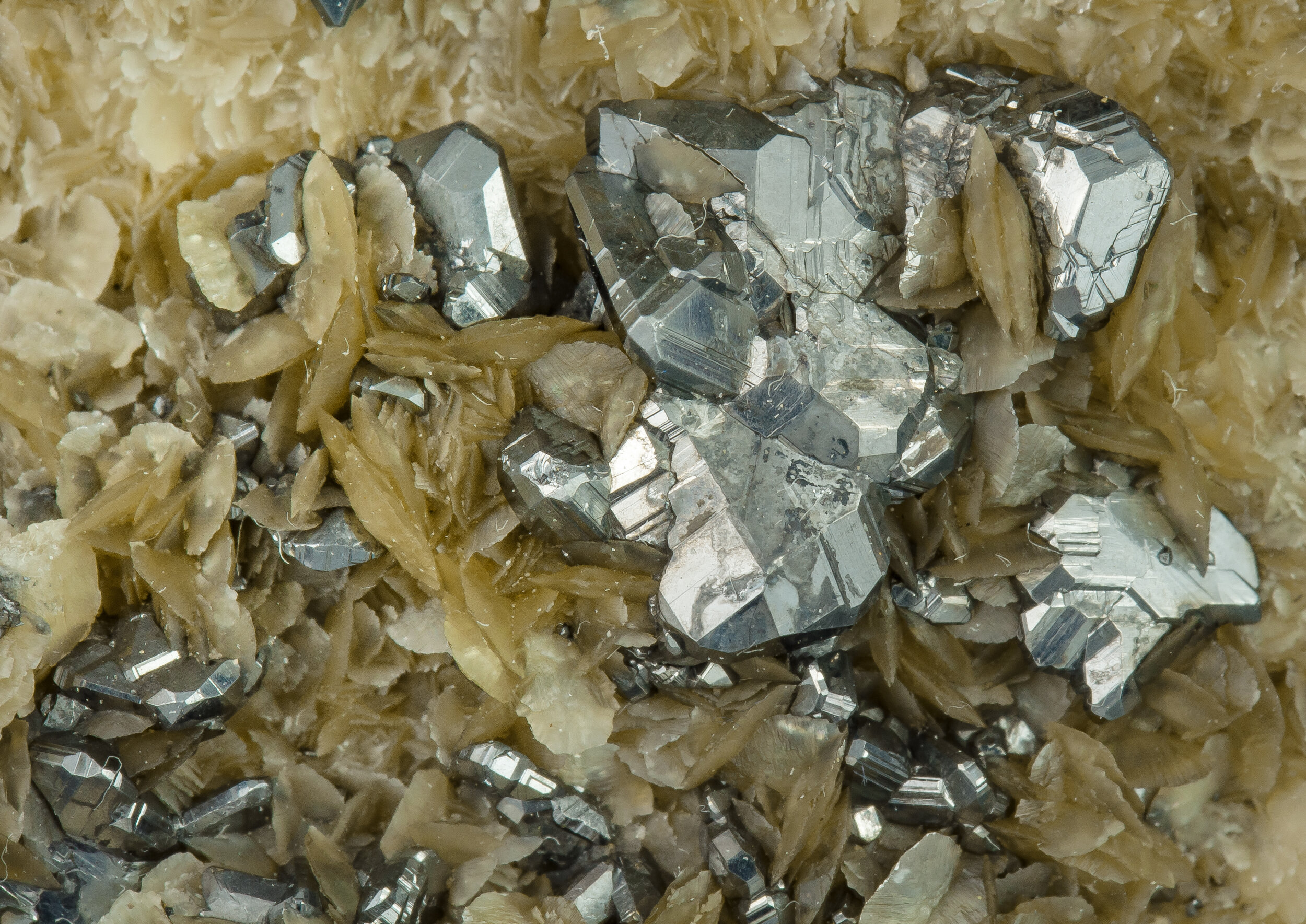 specimens/s_imagesAQ1/SV3340EFB-detail.jpg